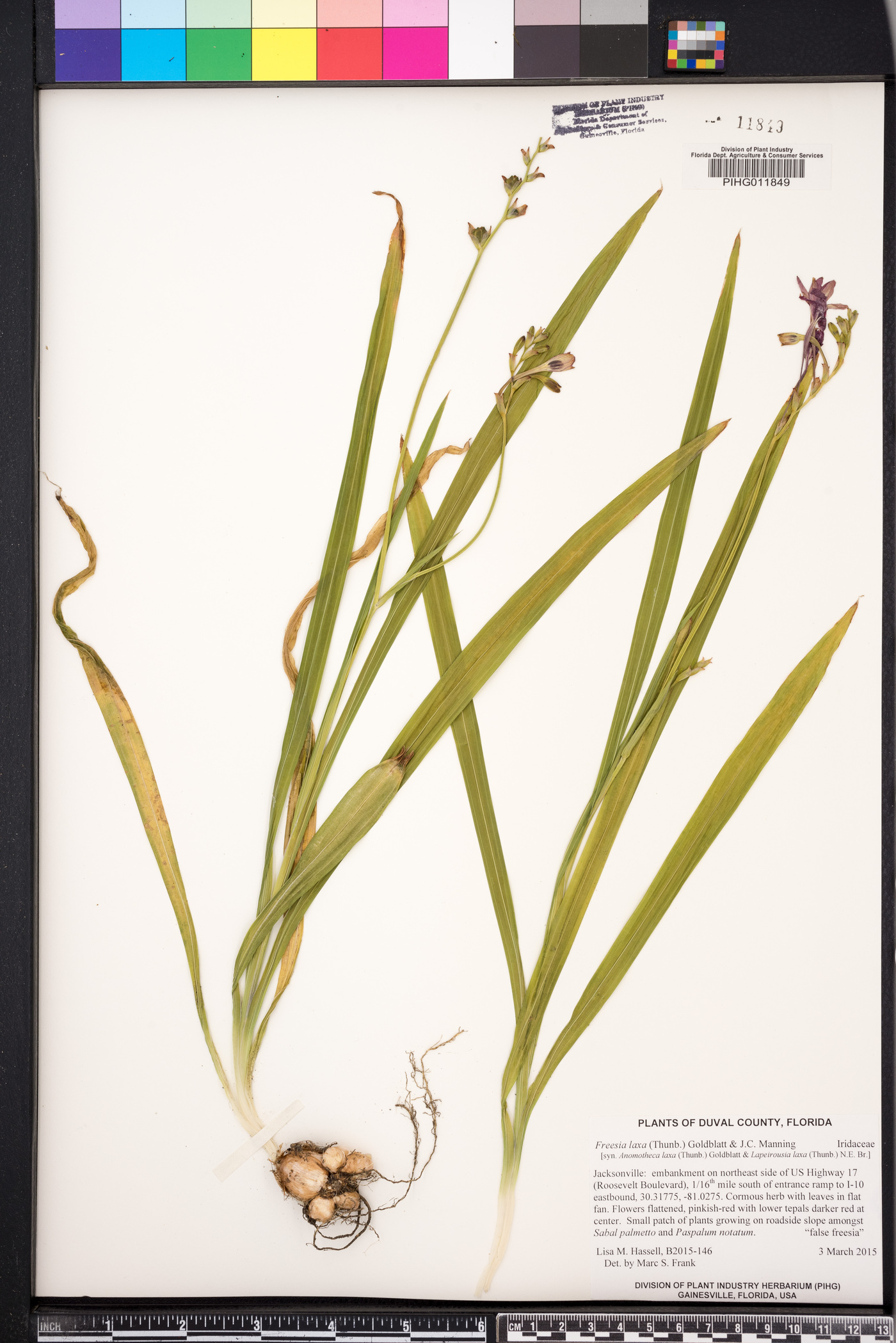 Freesia laxa image