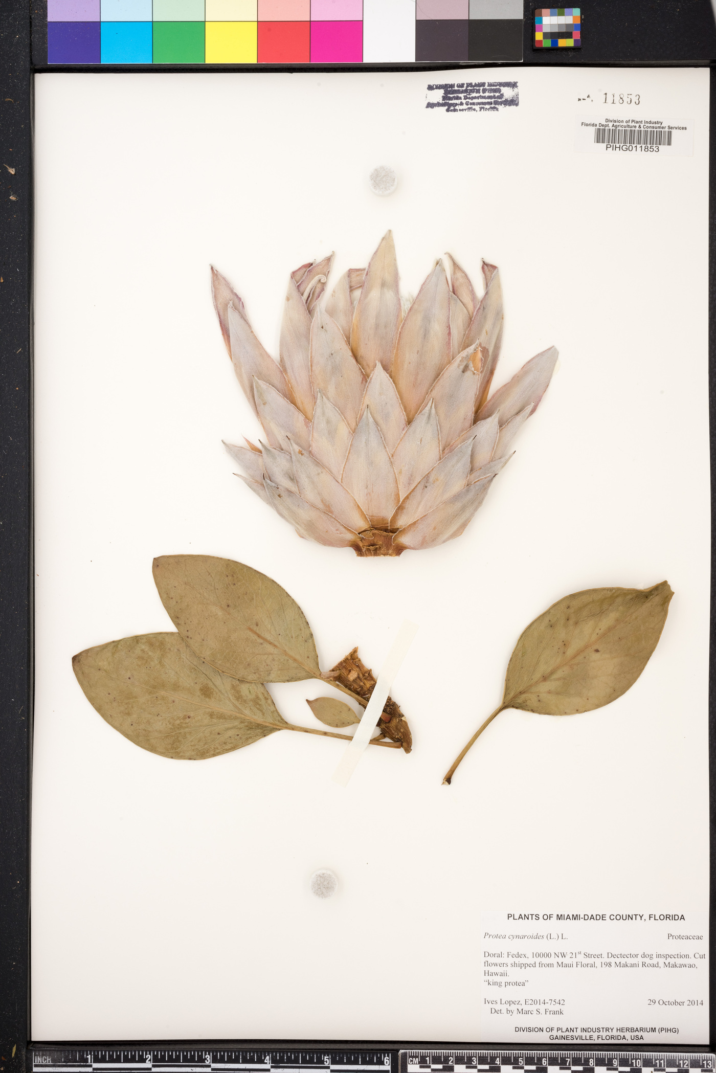 Protea cynaroides image