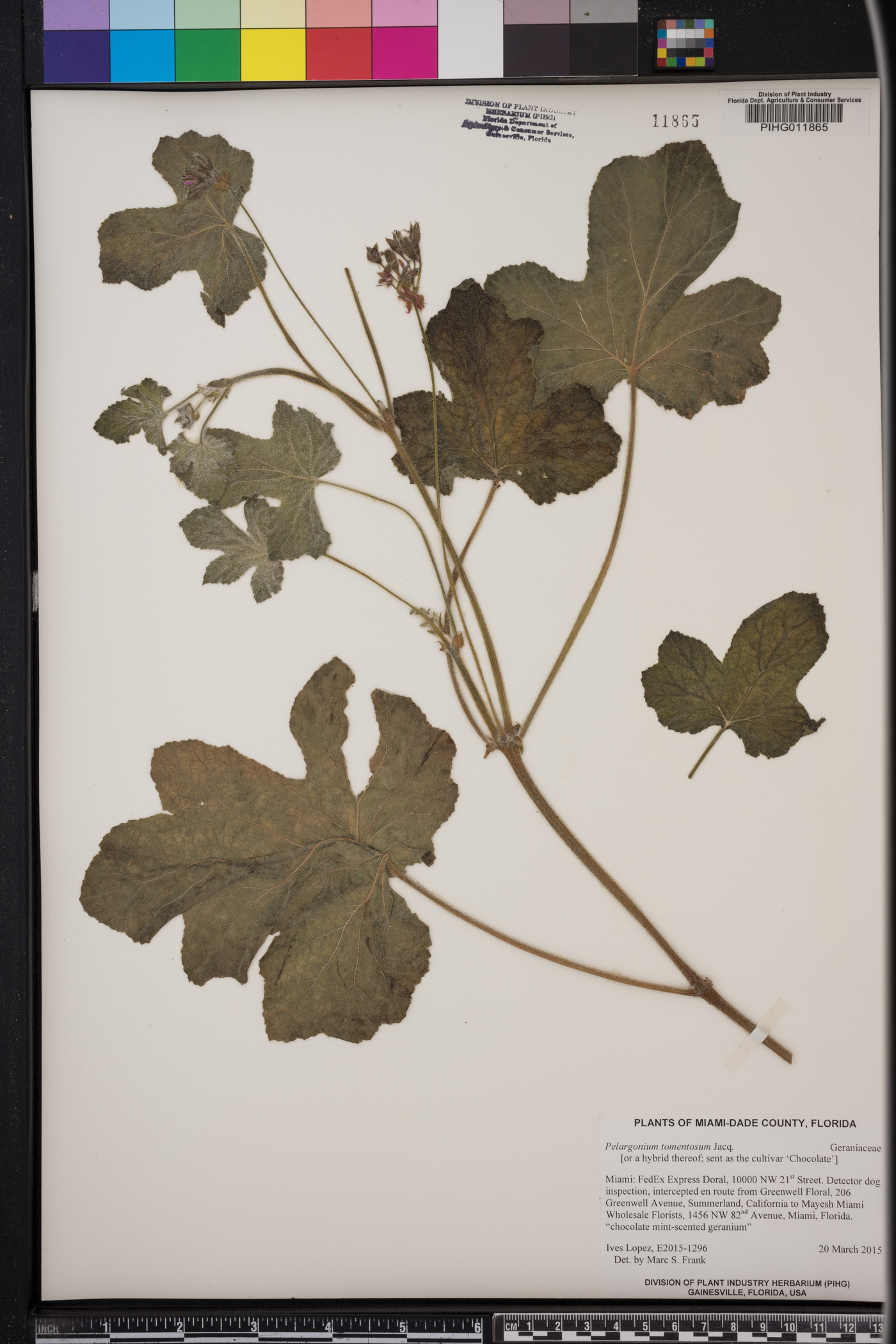 Pelargonium tomentosum image