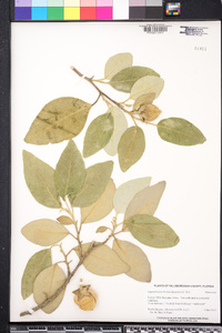 Lagunaria patersonia image