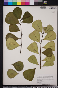 Ficus natalensis image
