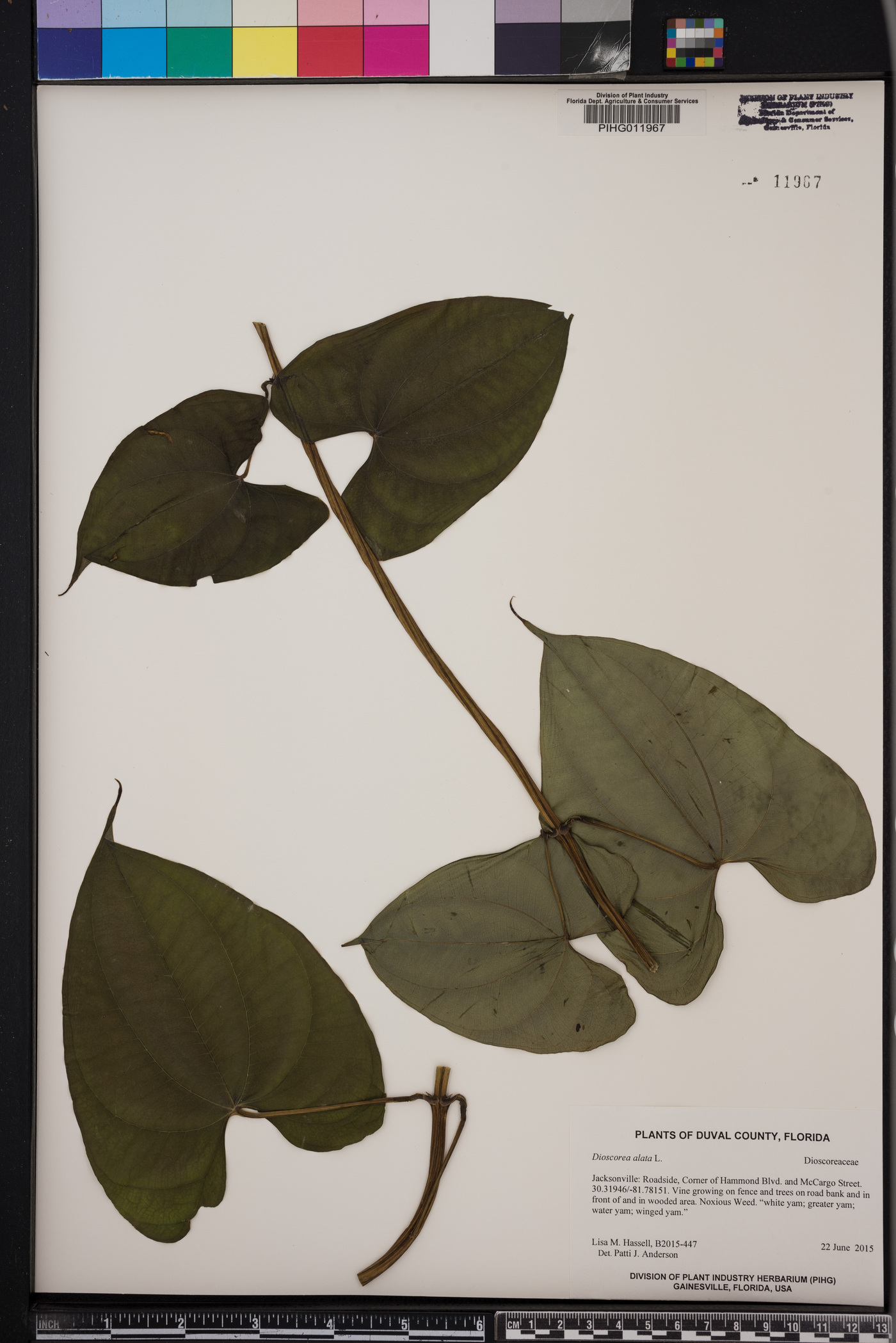 Dioscorea alata image