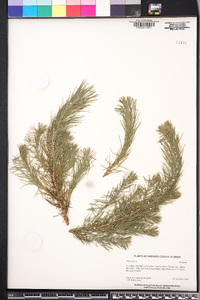 Pinus pinea image