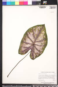 Caladium bicolor image