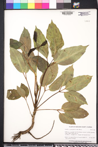 Schefflera actinophylla image