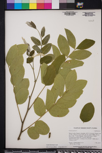 Cassia bakeriana image