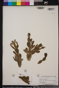 Opuntia microdasys image