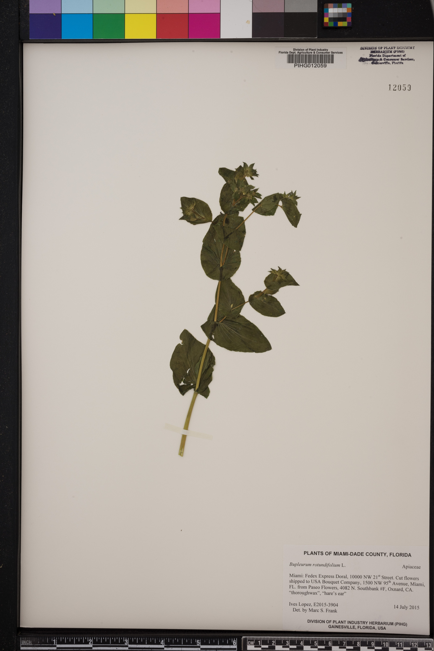 Bupleurum rotundifolium image