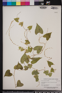 Dioscorea floridana image