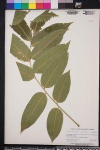 Castanospermum australe image