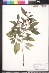 Psychotria ligustrifolia image