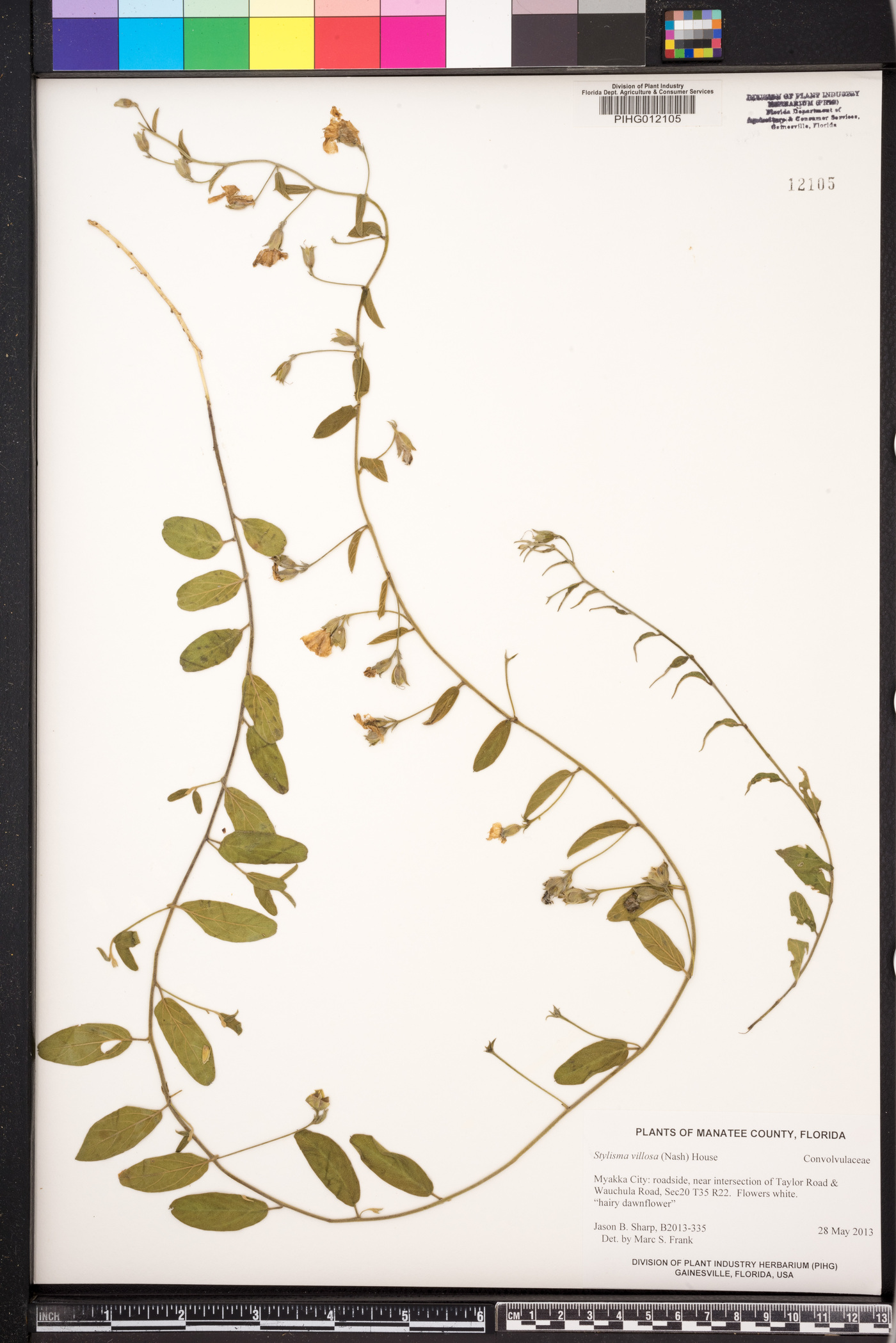 Stylisma villosa image