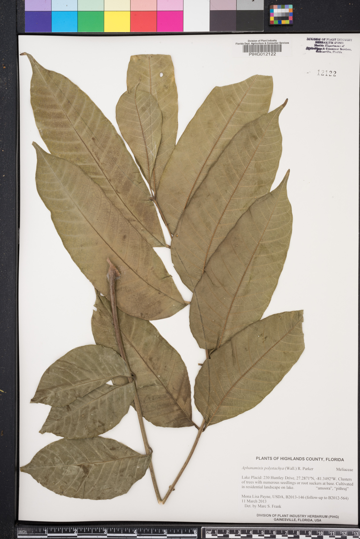 Aphanamixis polystachya image