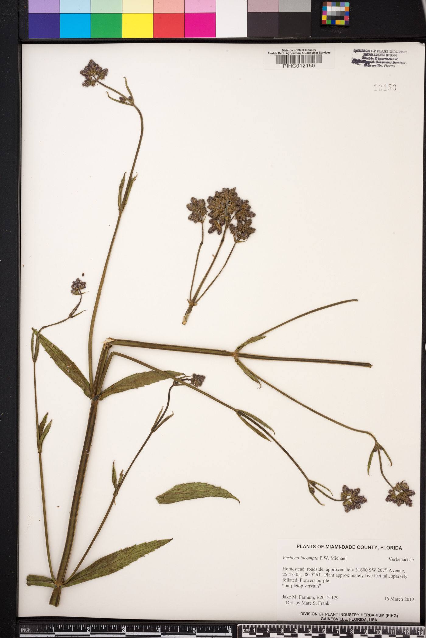 Verbena incompta image
