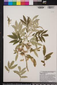 Melianthus comosus image