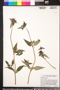 Crusea calocephala image