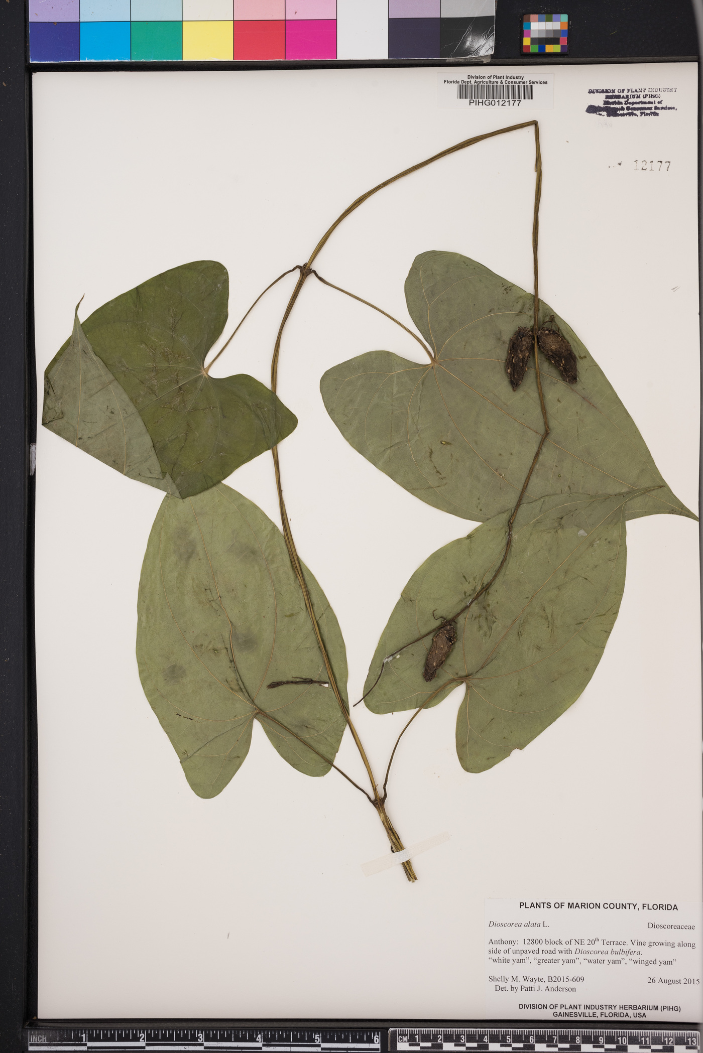 Dioscorea alata image