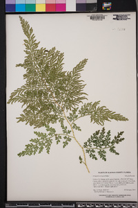 Selaginella braunii image