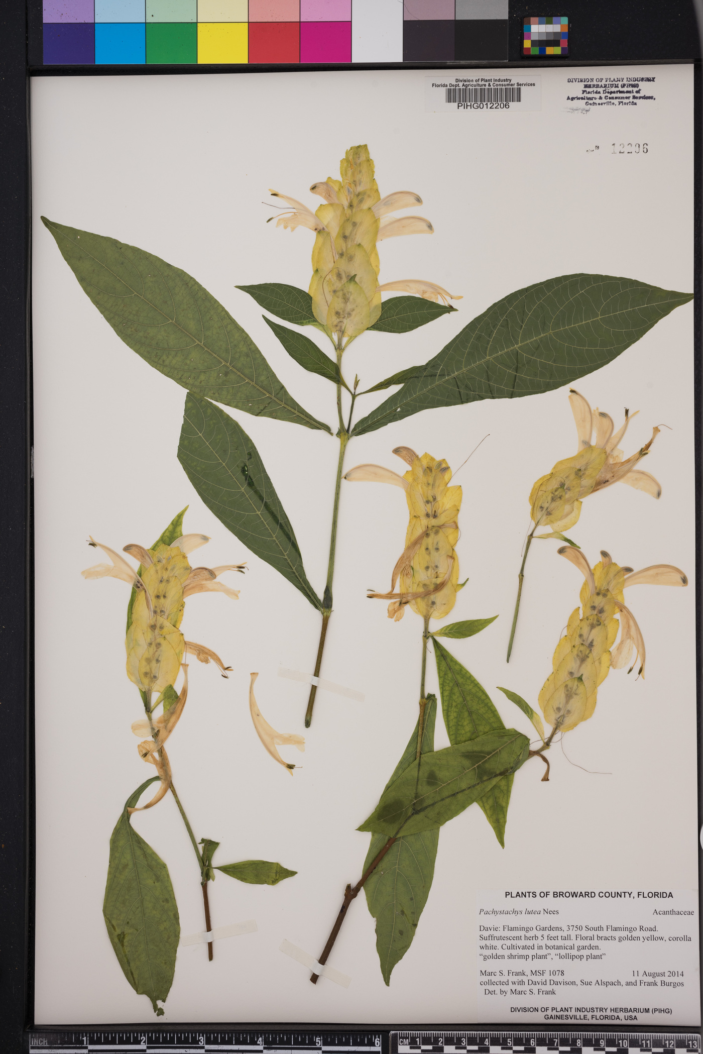 Pachystachys lutea image