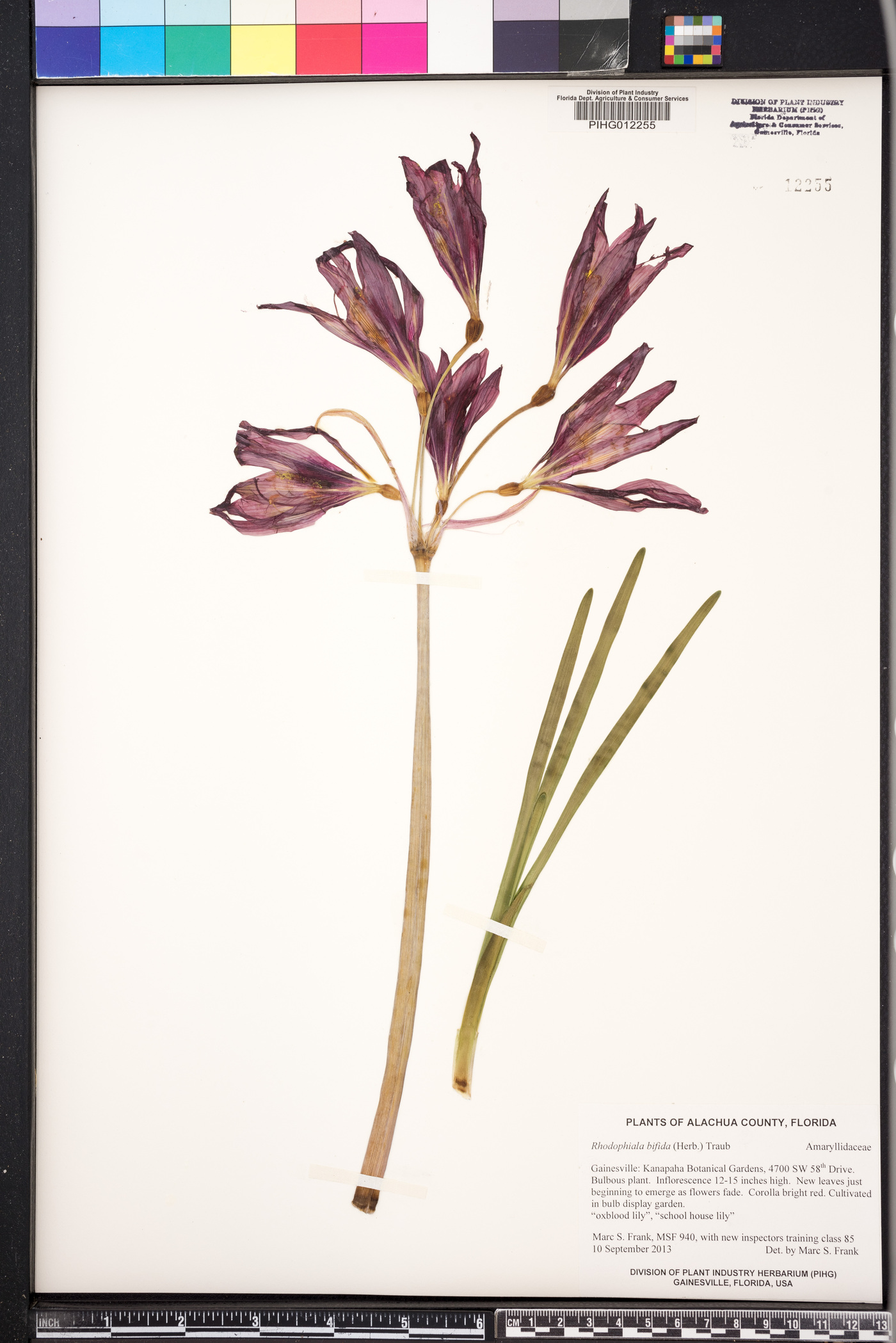 Rhodophiala bifida image