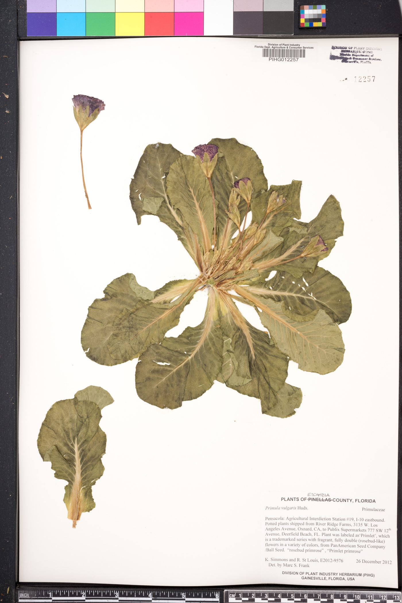 Primula vulgaris image