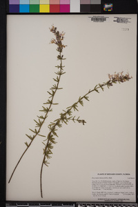 Dicerandra thinicola image