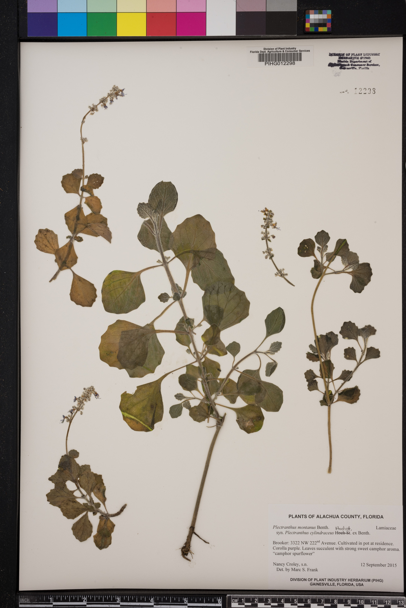 Plectranthus montanus image