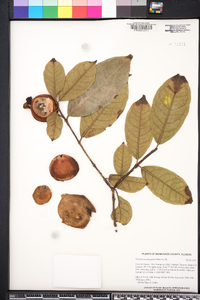 Psidium acutangulum image