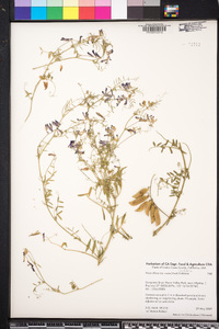 Vicia villosa subsp. varia image