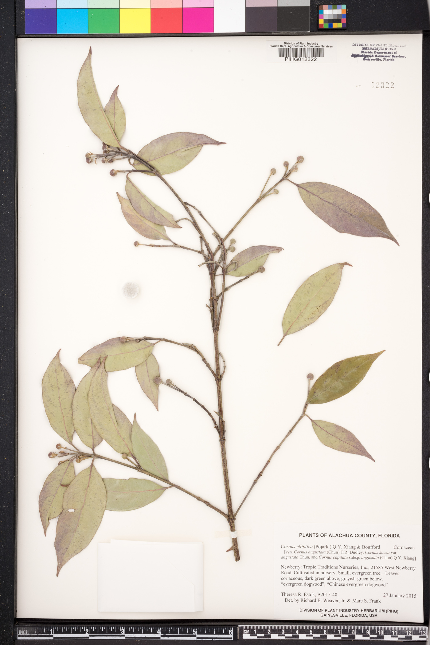 Cornus capitata subsp. angustata image