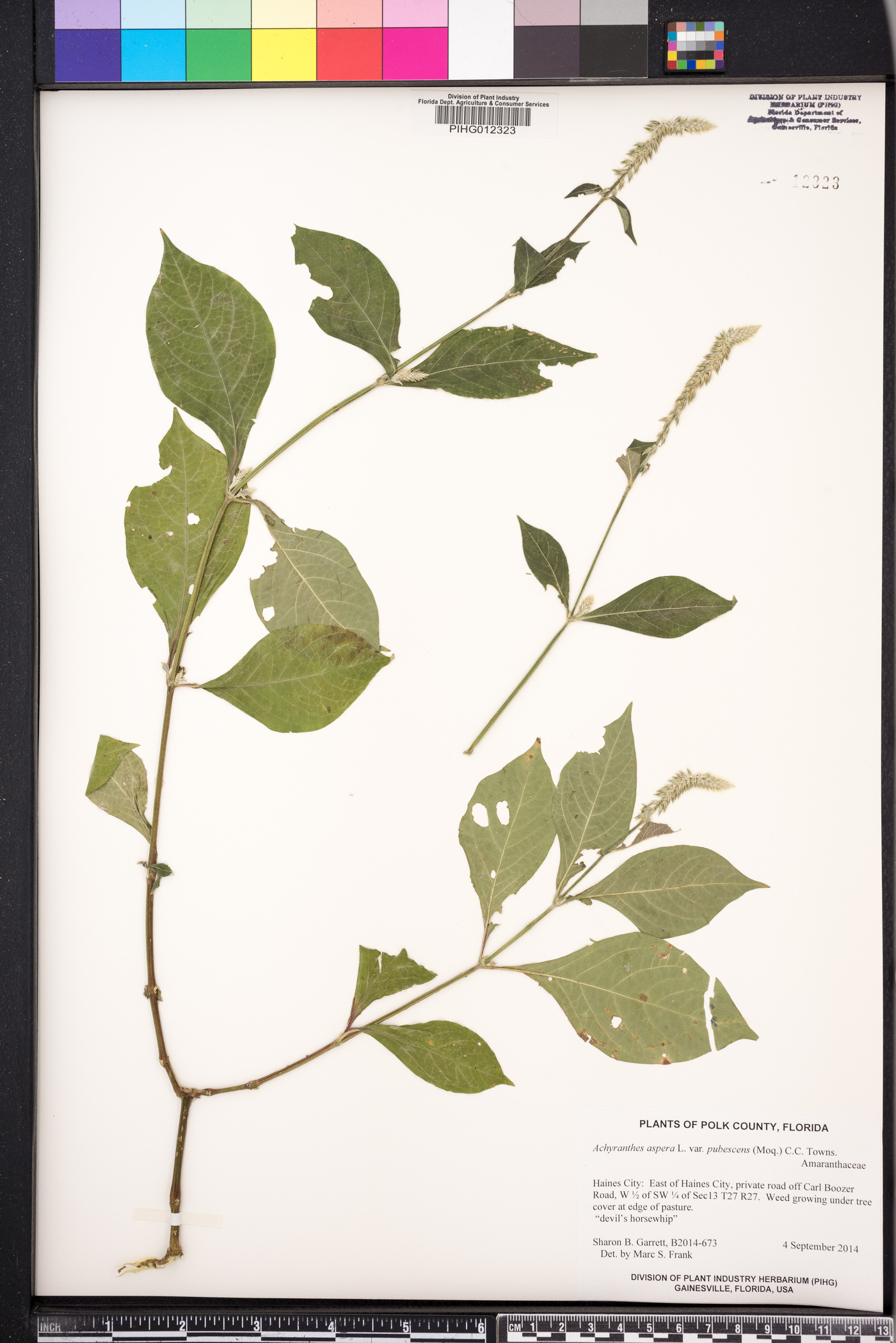 Achyranthes aspera var. pubescens image