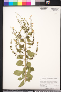 Duranta erecta image