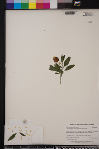 Solanum pseudocapsicum image