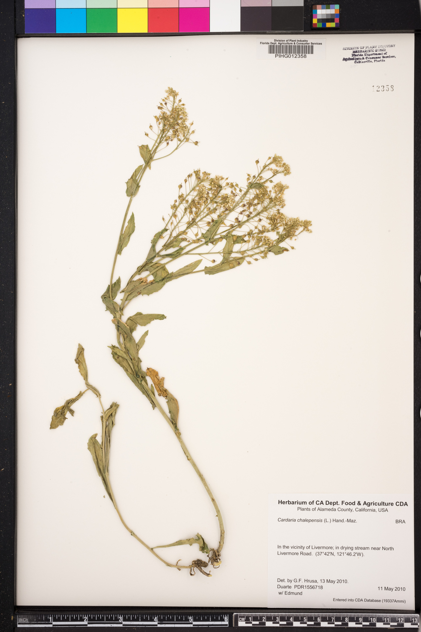 Lepidium chalepense image