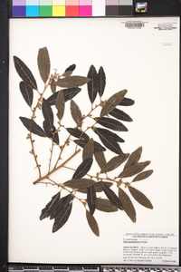 Pera bumeliifolia image