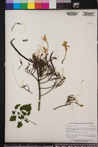Millingtonia hortensis image