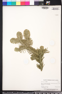 Abies procera image