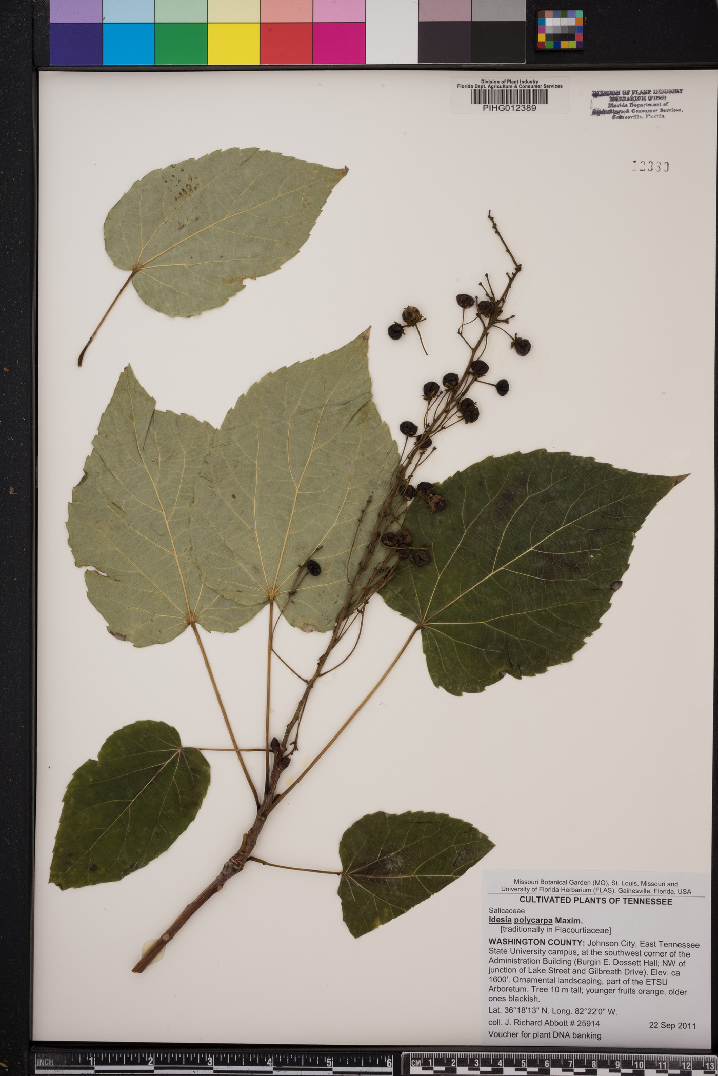 Idesia polycarpa image