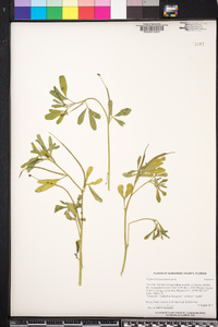 Trigonella foenum-graecum image