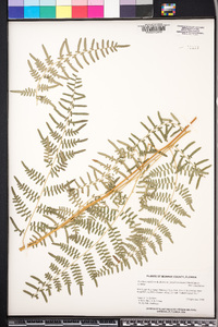 Pteridium aquilinum subsp. pseudocaudatum image