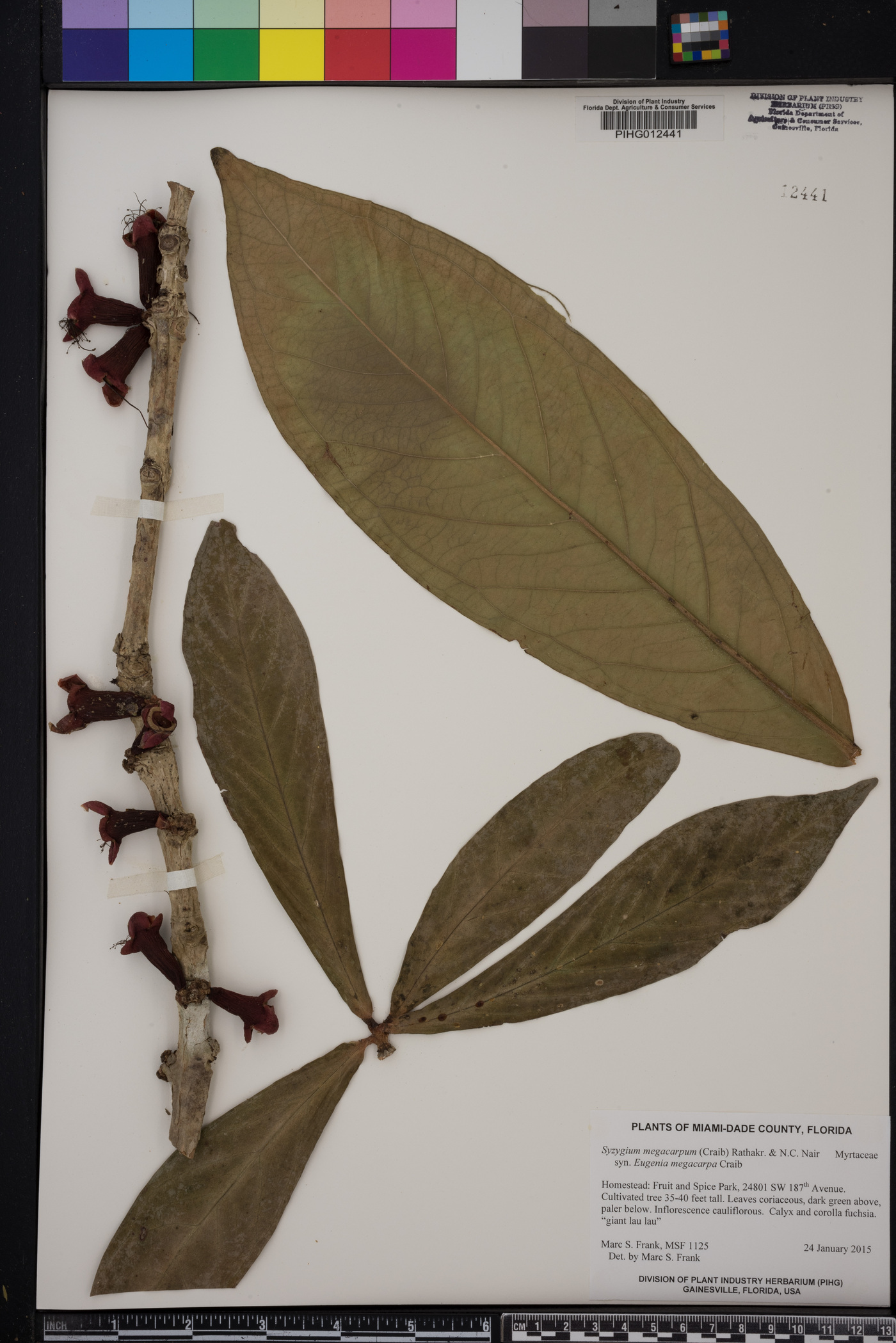 Syzygium megacarpum image