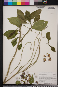 Solanum wendlandii image