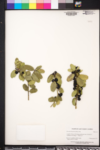 Severinia buxifolia image