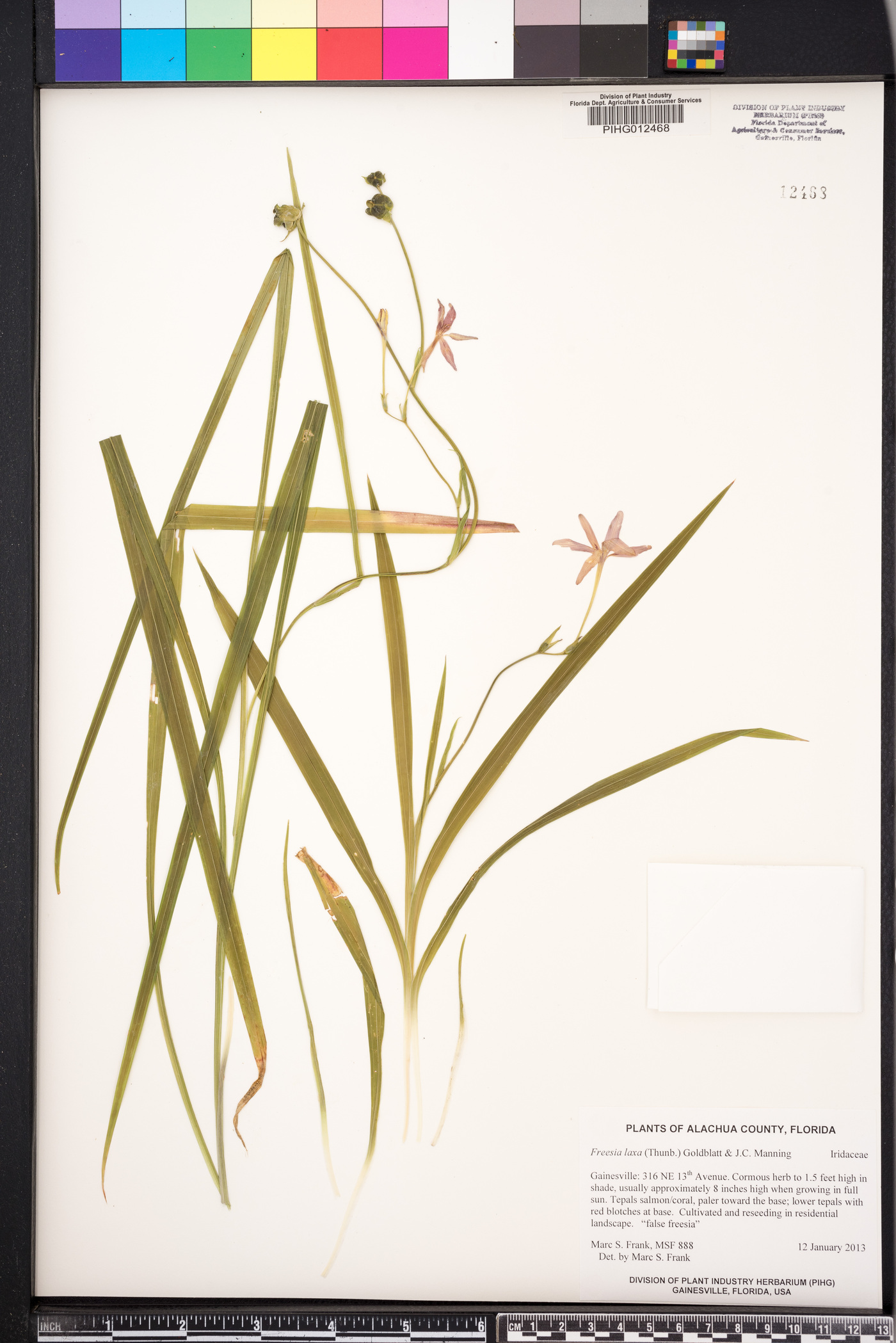 Freesia laxa image