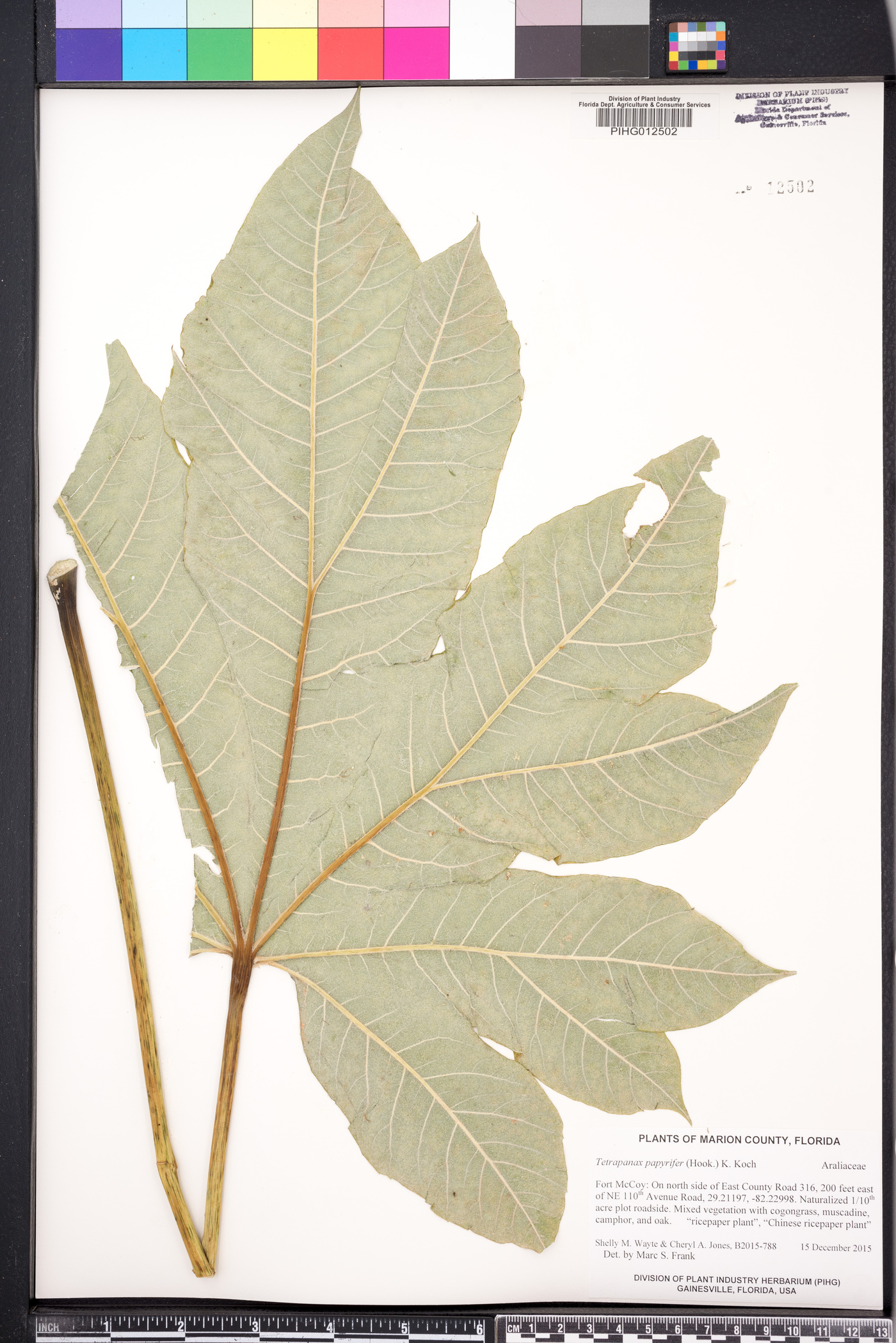 Tetrapanax papyrifer image