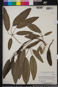 Tabebuia aurea image