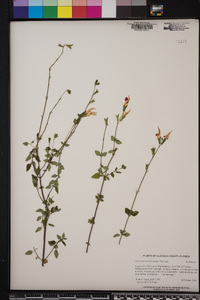 Salvia microphylla image