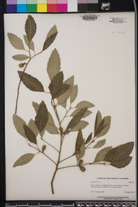 Quercus suber image