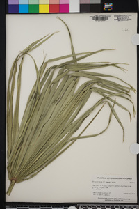 Serenoa repens image