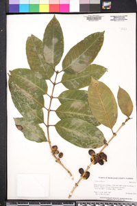 Coffea arabica image